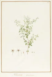 Rhexia Glandulosa (wc és testszín grafitnyomok felett a héjon)
